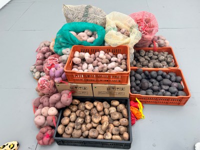 A sculptural installation including ceramic, concrete, and plush renderings of potatoes.